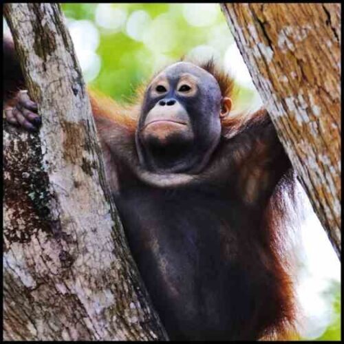 Nestlé Commits to Sustainable Palm Oil, Ending Rainforest Deforestation